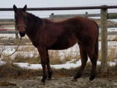 Paddys Gin Kenya JW <BR> AQHA 5927720